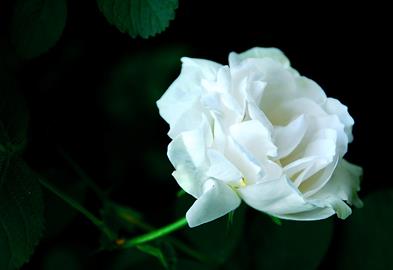 1朵玫瑰花语代表我的心中只有你