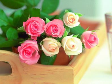 在天堂里祝福你在7朵玫瑰花语里偷偷爱着你之一