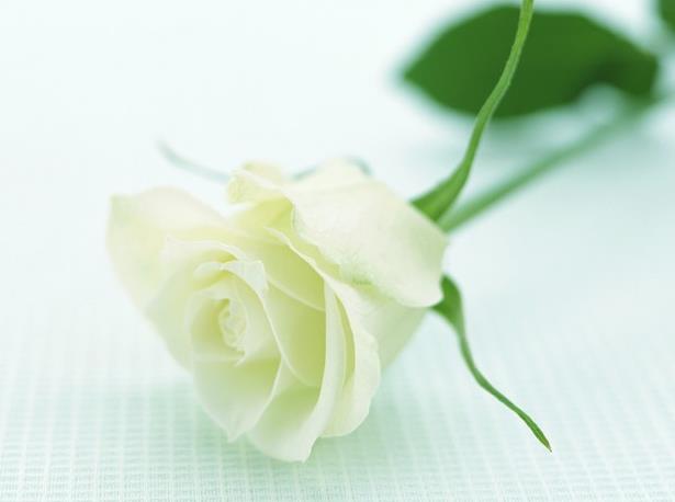 如果21朵白玫瑰花语里的纯洁爱情也有味道的话二