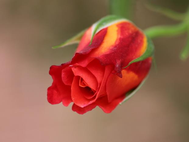 4朵玫瑰花语代表至死不渝的爱情