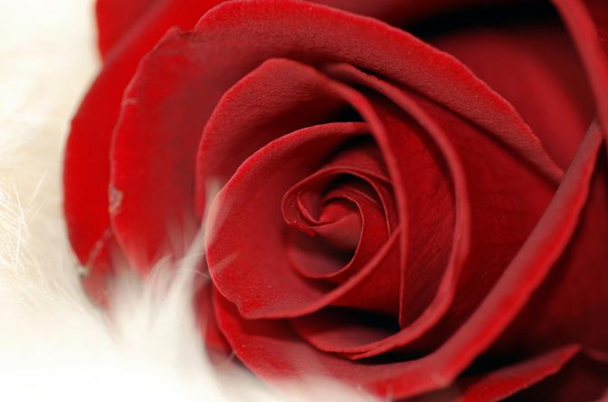 如果爱就不要忽视16朵玫瑰花语里多变不安的可能