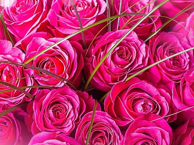 在50朵玫瑰花语开始的光阴也在50朵玫瑰花语里凋零的岁月二