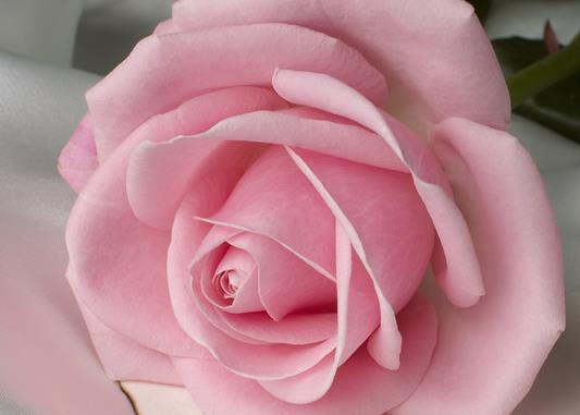 在50朵玫瑰花语开始的光阴也在50朵玫瑰花语里凋零的岁月五