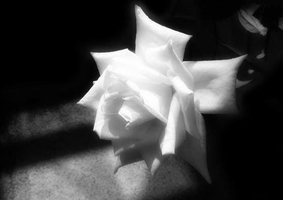 只有22朵白玫瑰花语里的纯洁祝福才能配其一二的女孩儿