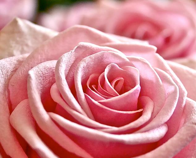 风流与36朵玫瑰花语里浪漫和浪漫精神