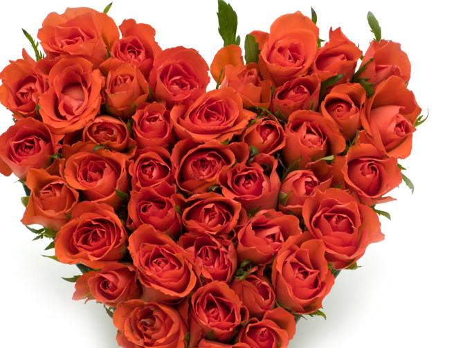 江南梅雨季再读《百年孤独》品丽贝卡与皮埃特罗.克雷斯皮之前17朵玫瑰花语里的爱