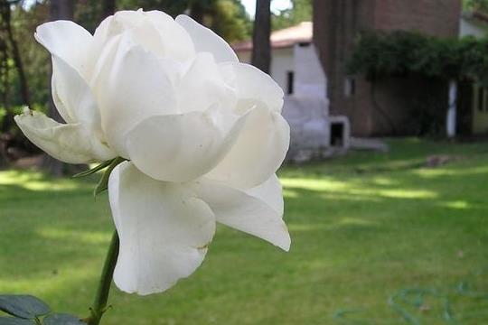 白玫瑰陆依萍白玫瑰花语里纯洁高贵的陆依萍