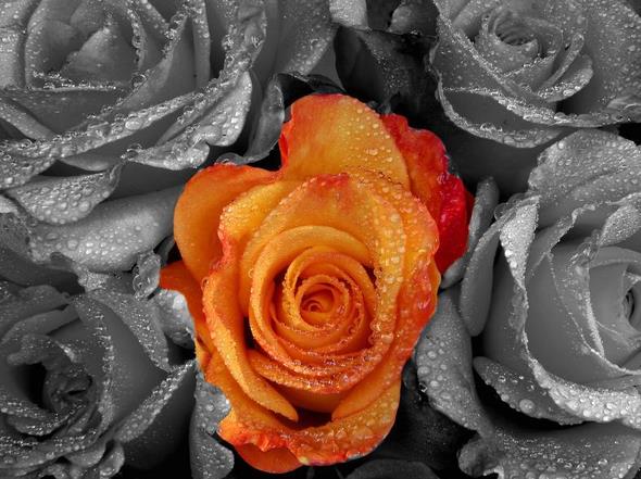21朵玫瑰花语里的真诚之爱有多少人在坚持有多少人在认真