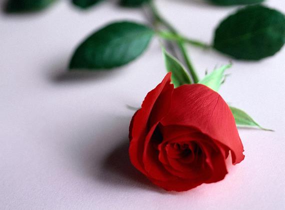 21朵玫瑰花语代表的真诚之爱不放在这里放在哪里好呢