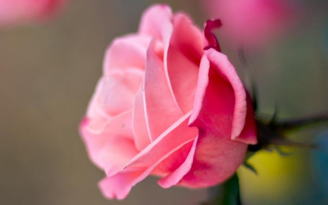 拥有20朵玫瑰花语里的赤诚之心生自平凡却已然不再平庸
