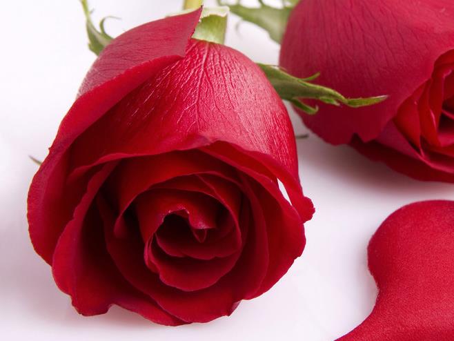 22朵玫瑰花语里的幸福就是这么简单，简单的让你觉得不可思议