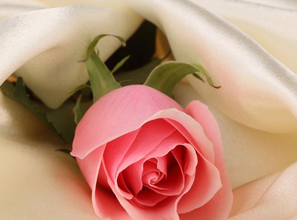 25朵玫瑰花语里的幸福在你的眼中应该是什么样子的呢