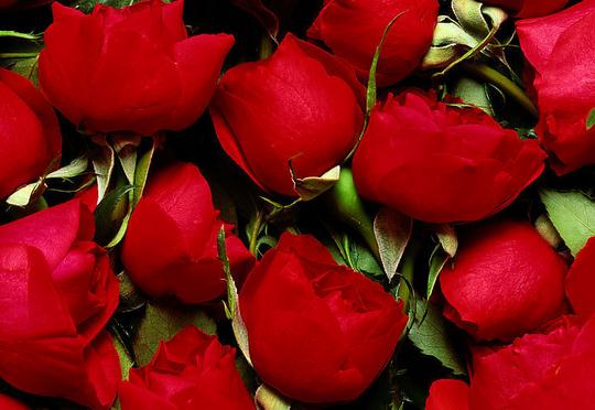 25朵玫瑰花语里的幸福是诗意是格调亦是幸福