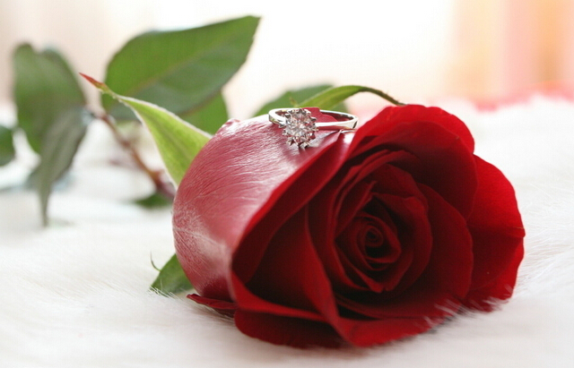 拥有20朵玫瑰花语里的赤诚的心才能全心全意的付出