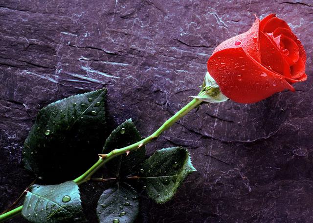 1001朵玫瑰花语里的永远 是一场没有尽头的忍耐