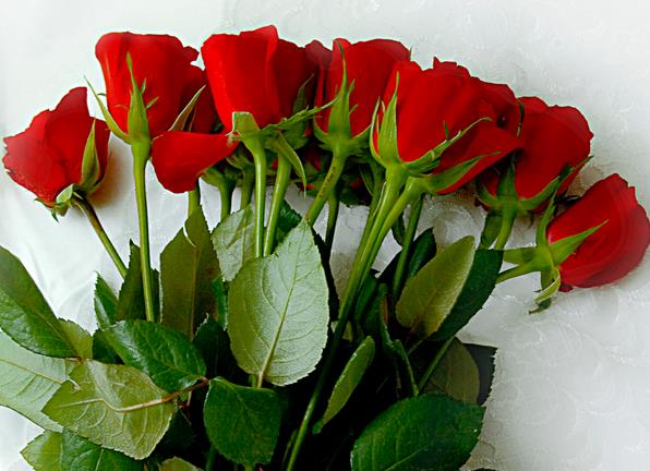 7朵玫瑰花语里一个陌生女人用一生的时间在偷偷爱一个男人1