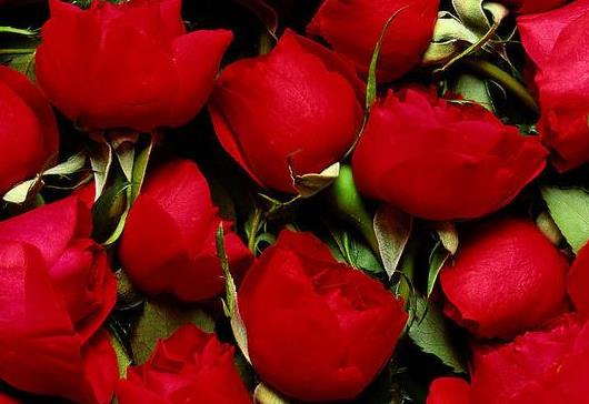 25朵玫瑰花语里的幸福之清雪之交3