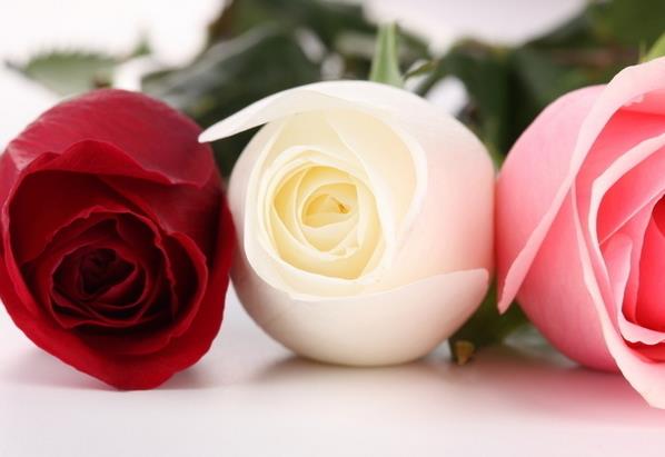 5朵玫瑰花语 由衷欣赏焦恩俊诠释的贺兰敏之