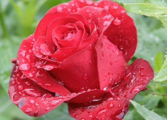 5朵玫瑰花语 古龙世界里侠义之士之间的由衷欣赏 梅大梅二篇
