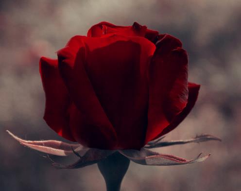 25朵玫瑰花语祝你幸福拥有最初的幸福