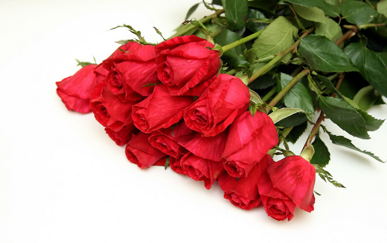 16朵玫瑰花语遇到多变不安的爱情危险期