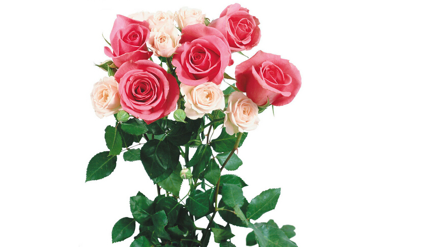 25朵玫瑰花语的幸福更多的是生活里小确幸