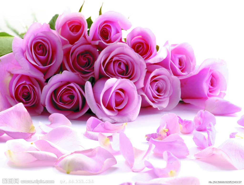 25朵玫瑰花语 祝你幸福祝你找到属于自己的真正幸福