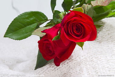 2朵玫瑰花语里的两人世界愿天下有情人时时享有