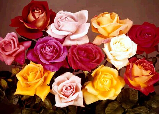 12朵玫瑰花语：对你的爱与日俱增记焦迷成长记