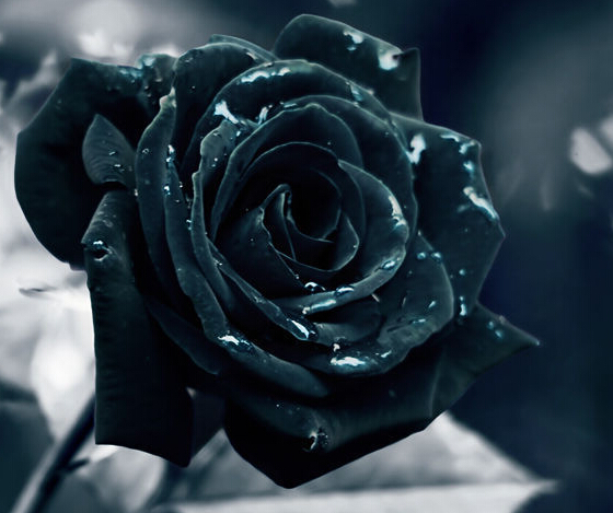 拥有黑玫瑰花语的温柔真心可以听到百合花喝水的声音