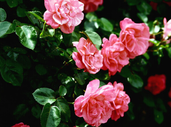 蔷薇花语里的追忆只是随心而为从没有刻意