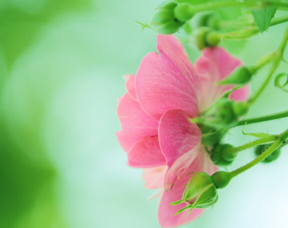 蔷薇花语里追忆雨润桃花春水浓的时光