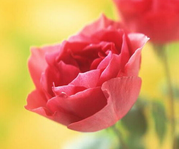 21朵玫瑰花语——支撑李寻欢活下去的是什么