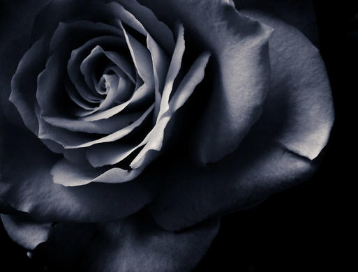 拥有黑玫瑰花语中温柔真心的那个人还没有醒来