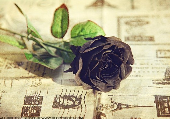 用黑玫瑰花语中的温柔真心体味 小玉来言 日高花睡