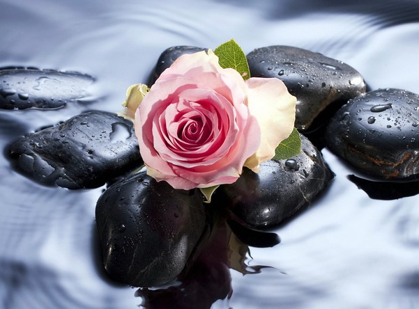 最是难得 25朵玫瑰花语里共忆幸福往昔
