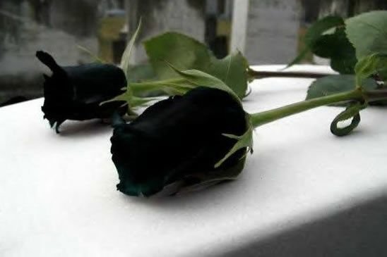 把你黑玫瑰花语里的真心放在我手心