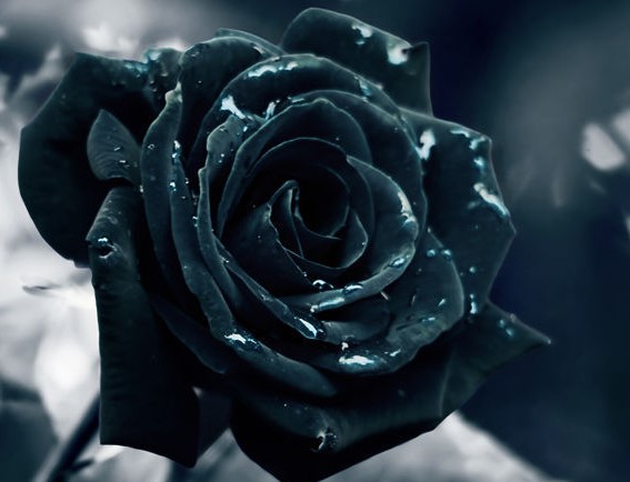 如果我爱你 就把黑玫瑰花语里的温柔真心全部送给你