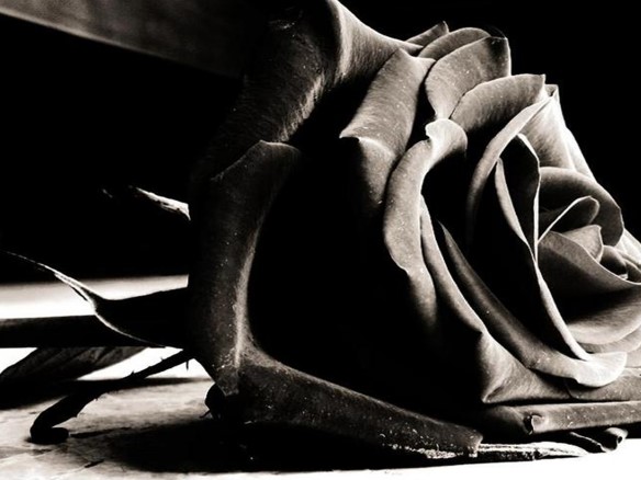 如果你还有那份黑玫瑰花语里的温柔真心