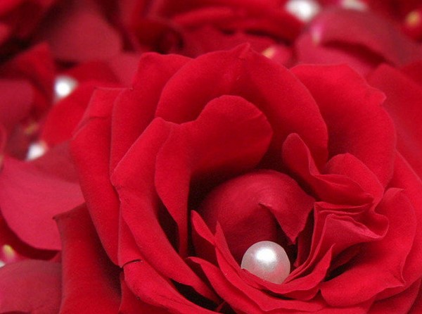 茫茫一片愁化在21朵玫瑰花语里的真诚之爱里