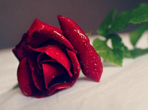 真心向明月 25朵玫瑰花语里的幸福可做鉴