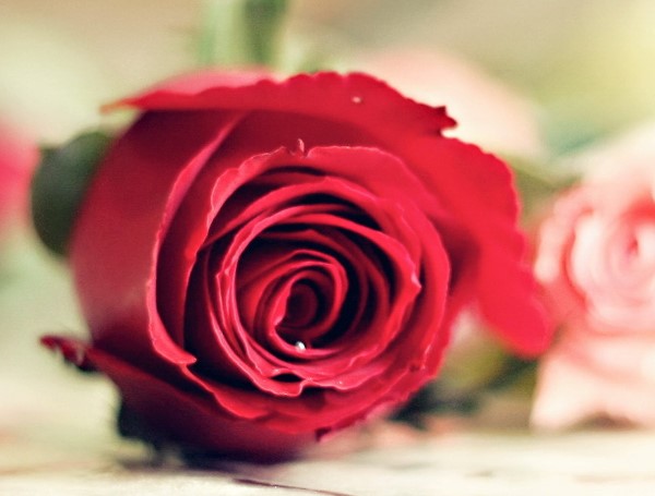 问我何事难展眉 只因不能送你25朵玫瑰花语里的幸福