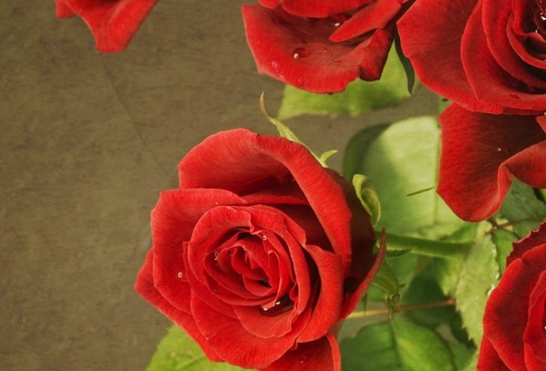 25朵玫瑰花语里 醒莫更多情 情多莫更醒
