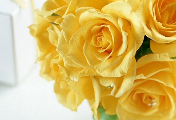 折纸25朵玫瑰花语喜气安稳的祝福