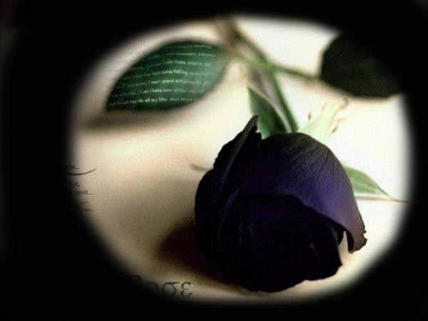 一种情深十分心苦 道尽黑玫瑰花语里的温柔与真心