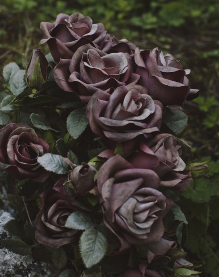 你知道的黑玫瑰花语代表温柔真心 可你不知道的是