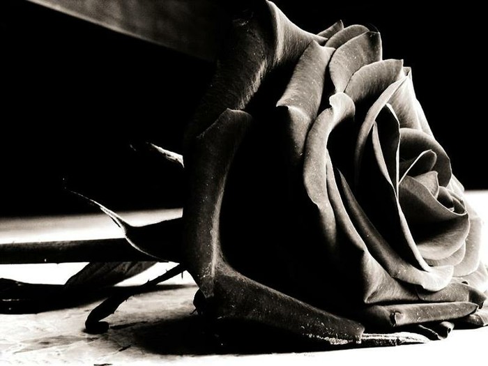 曾经我带着一颗黑玫瑰花语里晶莹润泽的温柔真心回来