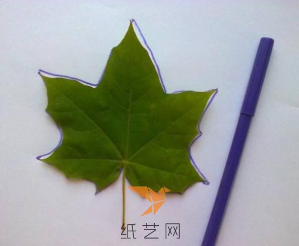 先用彩笔在白纸上面把叶子的轮廓描出来