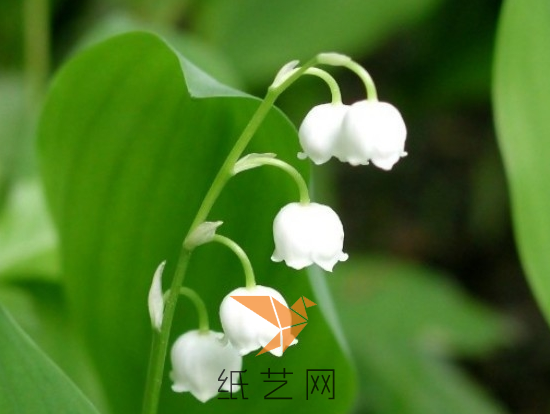 小小的铃兰美丽的小花。