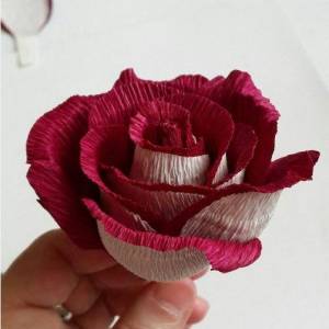 漂亮的双色玫瑰花制作教程